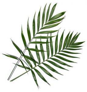 Chamaedorea costaricana Pronativas